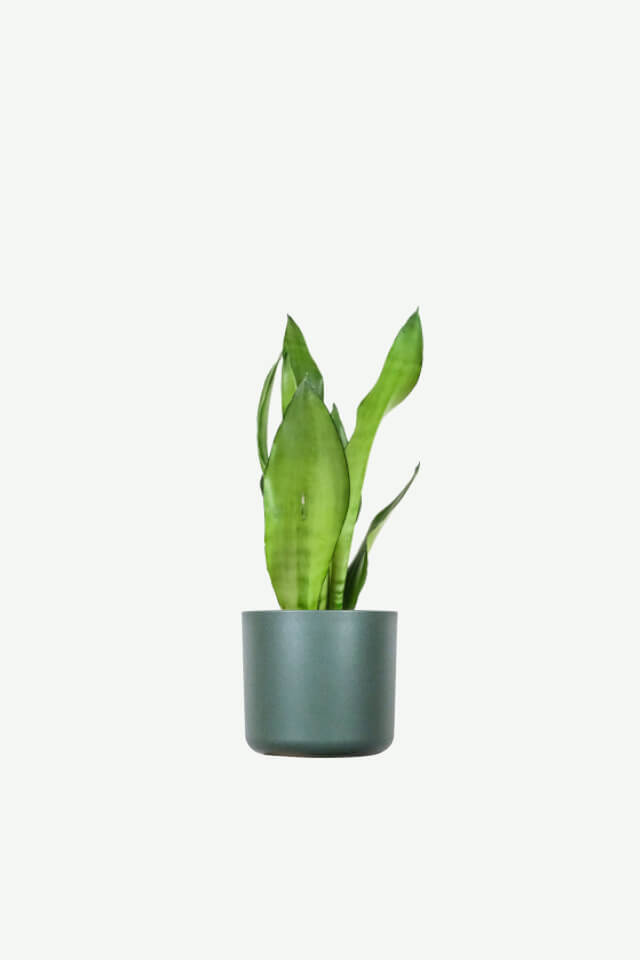 Sansevieria Golden Flame Sansevieria Golden Flame